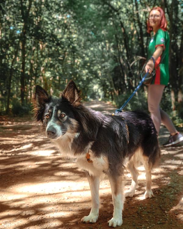 Mila, splendida Border Collie Foto 7